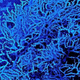 Illustration for article titled See The Wellcome Trusts Best Science Photos Of The Year